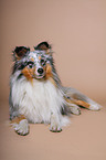 liegender Sheltie