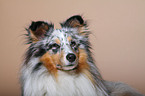 Sheltie Portrait