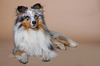 liegender Sheltie