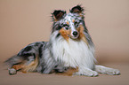 liegender Sheltie