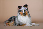 liegender Sheltie