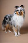 Sheltie