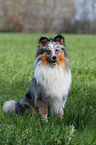 sitzender Sheltie