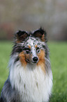 Sheltie Portrait