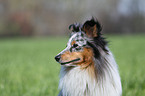 Sheltie Portrait