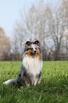 sitzender Sheltie