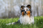 liegender Sheltie