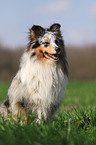 sitzender Sheltie