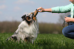 Sheltie