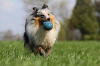 spielender Sheltie