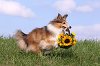 Sheltie apportiert Blumen