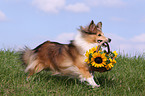 Sheltie apportiert Blumen