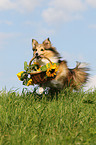 Sheltie apportiert Blumen