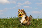 Sheltie apportiert Blume