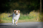 junger Sheltie