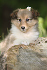 Sheltie Welpe