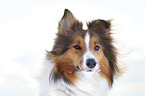 Sheltie Portrait