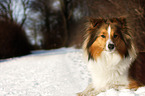 liegender Sheltie