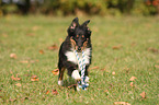 junger Sheltie