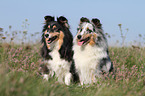 Shelties