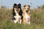 Shelties