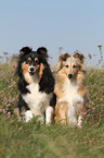 Shelties