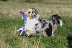 spielender Sheltie