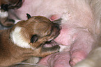 Sheltie Welpe