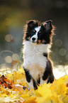 sitzender Sheltie