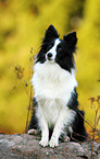 sitzender Sheltie