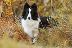 stehender Sheltie