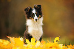 sitzender Sheltie