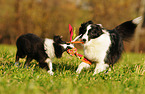 2 Shelties