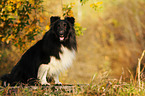 sitzender Sheltie
