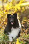sitzender Sheltie