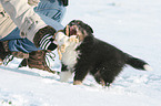 Sheltie Welpe