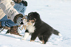 Sheltie Welpe