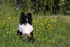 sitzender Sheltie