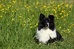 liegender Sheltie