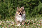 Sheltie Welpe