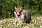 Sheltie Welpe