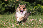 Sheltie Welpe