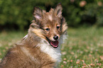 Sheltie Welpe