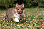 Sheltie Welpe