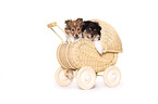 2 Sheltie Welpen