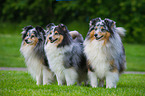 3 Shelties