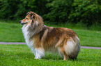 stehender Sheltie