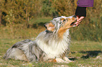 fressender Sheltie