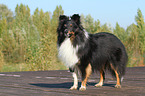 stehender Sheltie