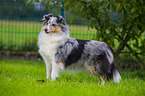 stehender Sheltie